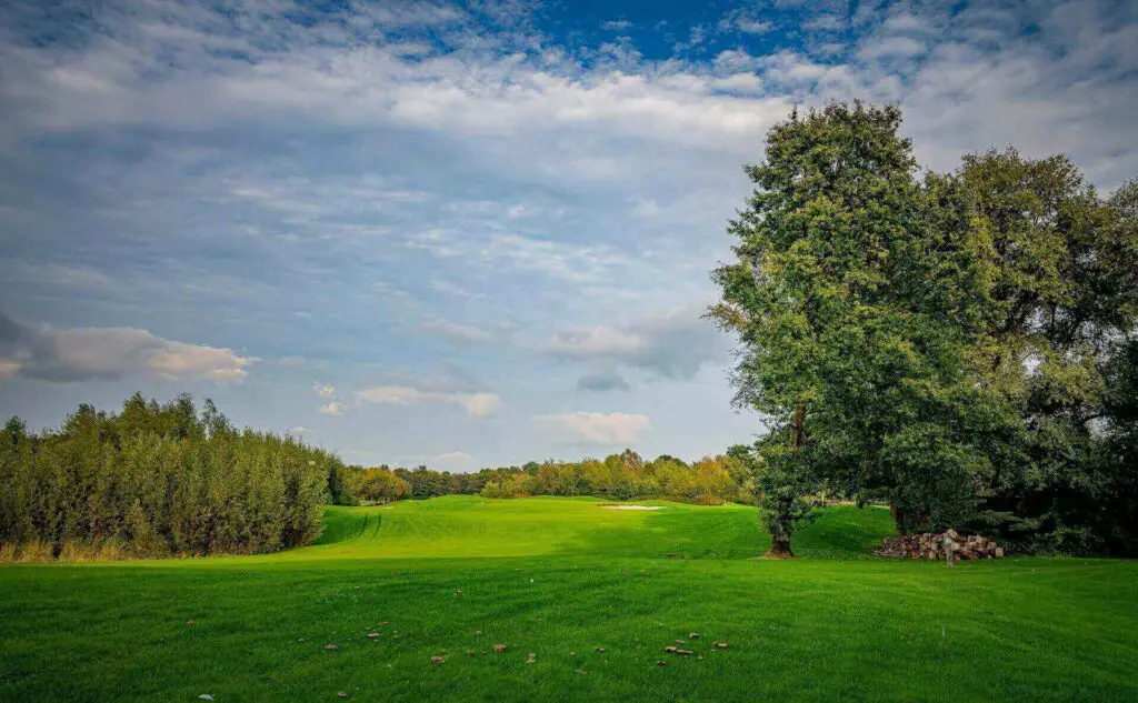 A green area and some trees