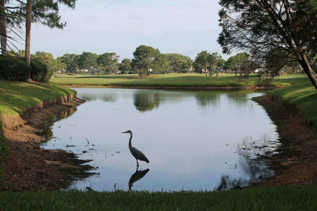 A blue heron in a lake near the Ponte Vedra golf course