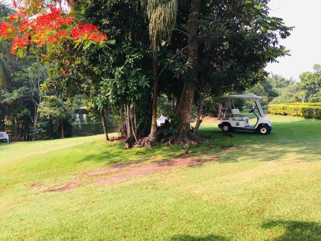 A cart parked behind a luscious tree